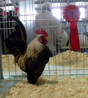 Champion Serama, owned by Jason Roberts, photo courtesy Jason Roberts